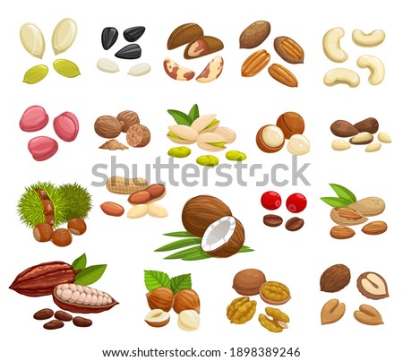 Nuts, beans and seeds vector design of super food. Almond, walnuts, hazelnut, peanut, pistachio, cashew and coconut, pumpkin and sunflower seeds, coffee and cocoa beans, brazil, macadamia, pecan nuts