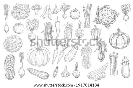Vegetables sketch icons, farm food harvest veggies, vector hand drawn. Vegetables, vegetarian food, cauliflower and broccoli cabbage, garlic, eggplant and tomato, pepper and corn, carrot and pumpkin