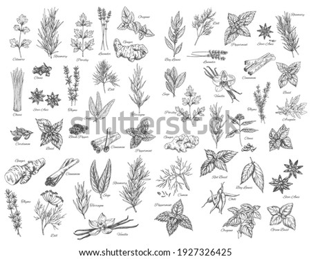 Spices, cooking herbs and seasonings sketch vectors set. Bay leaves, peppermint and sage, cinnamon and ginger, black pepper, cardamon and cloves, basil, oregano and arugula, dill, cilantro and anise