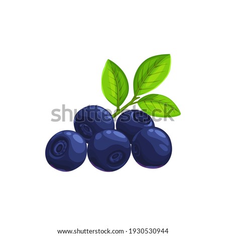Bilberry fruit with green leaves isolated icon of fresh forest blueberry berries. Vector food and fruit drinks design, huckleberry or whortleberry blue berries with leaf, organic natural food dessert