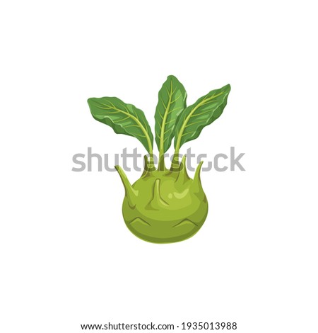 Cabbage turnip isolated Kohlrabi vegetable food icon. Vector german cabbage turnip, biennial vegetable low, stout cultivar of wild cabbage. Raw root, realistic vegetarian food with green leafy leaves