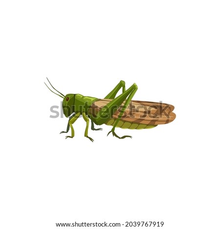 Locust grasshopper icon, pest control insect, vector isolated. Pest control disinfection, extermination and disinsection. Domestic and agriuclture insects disinfestation