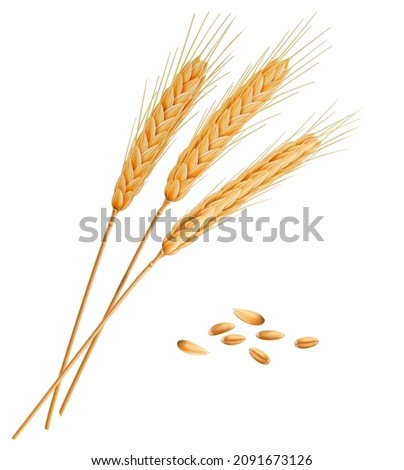 Realistic wheat, rye, oat or barley spikes with grains. Vector isolated cereal ears sheaf. 3d crop plant straws with ripe gold seeds, kernels and dry grass stalk, cereal harvest, agriculture