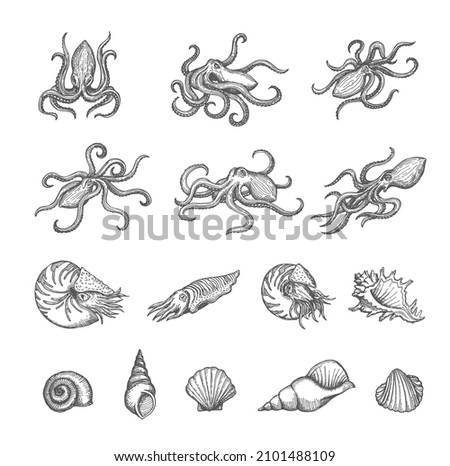 Octopus, cuttlefish and seashell sketches of shellfish and mollusk vector design. Vintage sea animal and shell, marine snail, clam, conch and scallop isolated hand drawn sketches, ancient map elements