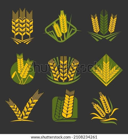 Cereal ears and spikes. Wheat, rye, barley, rice and millet stalk vector icons. Yellow and green spikelets of cereal plants with ripe grains and seeds, leaves and awns, bakery, mill and agriculture