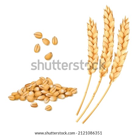 Wheat, rye or oat and barley realistic spike and grains. Cereal ears. Isolated vector bread and bakery yellow wheat stalks of grain for food and agriculture, organic farm crop harvest Stock foto © 