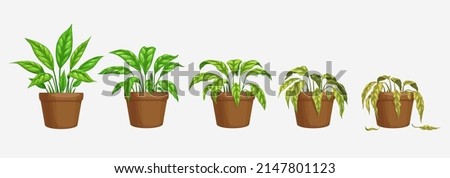 Growth, wither and wilt evolution phase, flower plant in pot. Isolated vector flowerpots with cartoon dying blossom with green or brown dry leaves. Spathiphyllum life process, plant withering timeline