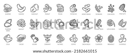 Nuts outline icons of peanut, walnut and almond, vector seeds and beans, cacao and pistachio nuts outline symbols with pumpkin and sunflower seeds, coffee beans and chickpea with chestnut