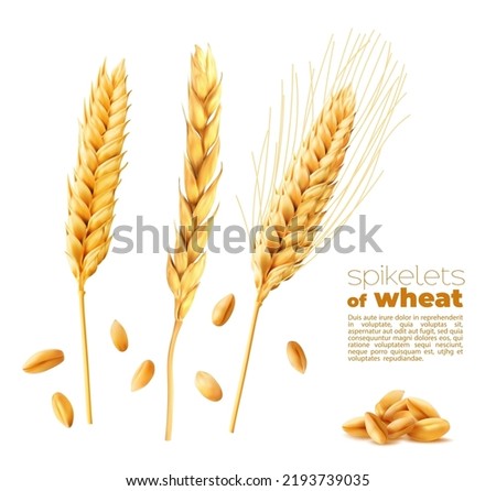 Cereal ears spikelets, wheat, oat and barley spikes and grains. Realistic 3d vector ripe golden stalks. Bread or bakery production, agriculture industry. Wheat or rye isolated grains and spikes