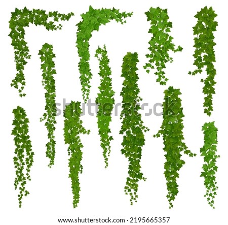 Vertical isolated ivy lianas, cartoon vector set of green vines with leaves corners, frames or borders. Climbing hedera creeper plant foliage. Tendril branches anf ivy lianas