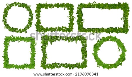 Ivy frames, green leaves on lianas and jungle tropical vine borders, vector forest plants. Jungle liana creeper green thicket frame sign frames, square and round borders of tropical ivy branches