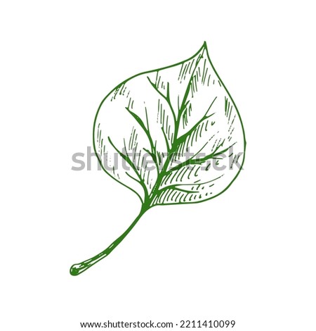 Leaf of linden, elm or birch isolated outline sketch. Vector poplar tree verdant linden leafage