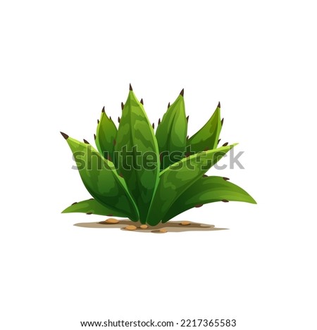 Agave americana sentry plant growing in sand with rocky stones isolated cartoon icon. Vector maguey or American aloe succulent flower tequila drink ingredient. Botanical cacti with spikes exotic agave