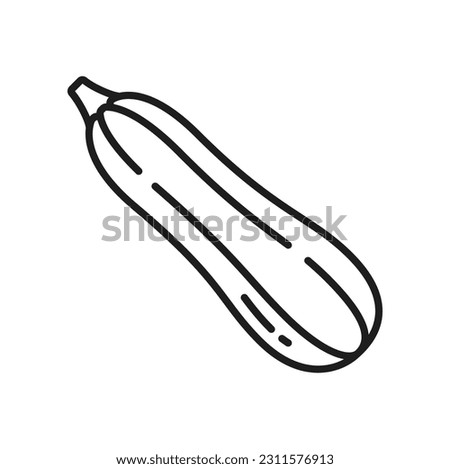 Zucchini vegetable whole fruit isolated thin line icon. Vector vegetable, vegetarian food, healthy organic dieting squash. Courgette outline