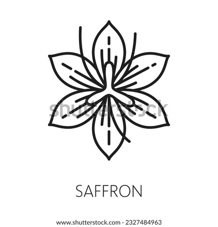 Crocus or saffron flower. Floral botanical drawing wildflower isolated outline seasoning condiment. Vector saffron flower seasoning condiment, thin line