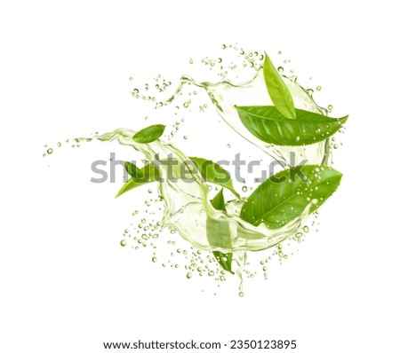 Green tea leaves with drink splash drops. Herbal water wave. Vector refreshing and invigorating dynamic movement of organic beverage flow. 3d realistic green aqua splatters and fresh natural foliage