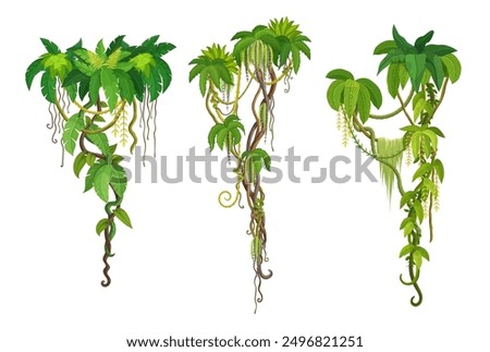 Tropical jungle liana vine branches of ivy or creeper plant with green hanging leaves, cartoon vector. Tropical liana and rainforest jungle bindweed tree or hedera vine with climbing monstera leaf