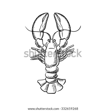 Atlantic Ocean Lobster With Raised Claws And Big Tail, For Seafood ...