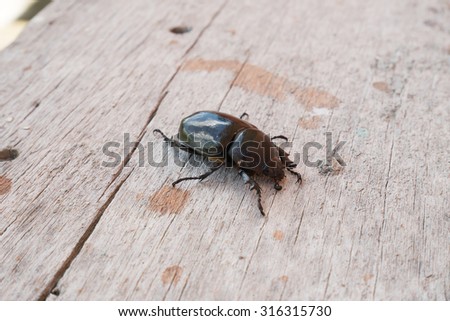 rhinoceros beetle on wood background
