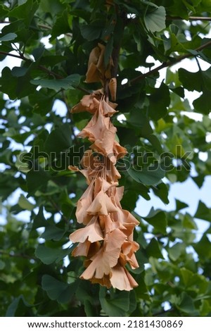 A dead branch with brown leaves on a gingko tree (gingko biloba) 商業照片 © 