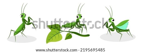 Vector illustration of cute and beautiful mantis on white background. Charming characters in different poses, sit on branch, wants to take off in cartoon style.