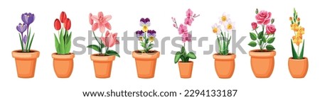 Set of beautiful pots with flowers. Vector illustration of colored pots with various flowers: crocuses, tulips, lilies, violets, orchids, daffodils, roses, gladiolus isolated on a white background.