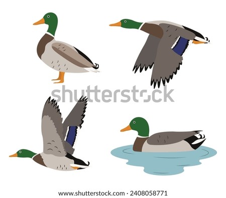 Image, Stock Photo Swimming mallard in the sunshine