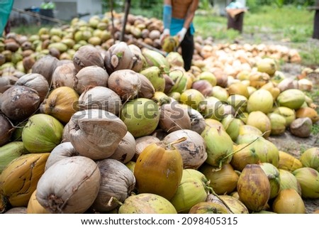 Coconut farm, Coconut farm with big coconut ready for production. Large piles of ripe sorted coconuts for production of oil and pulp on coconut farm in Samui Thailand. ストックフォト © 