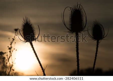 silhouette of flowers with sunset in background
