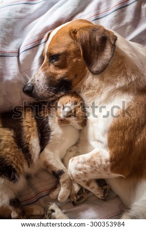 Brown dog and cat wake up hugging from a nap