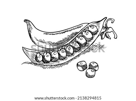 two pea pods and three peas lie separately, a linear drawing by hand