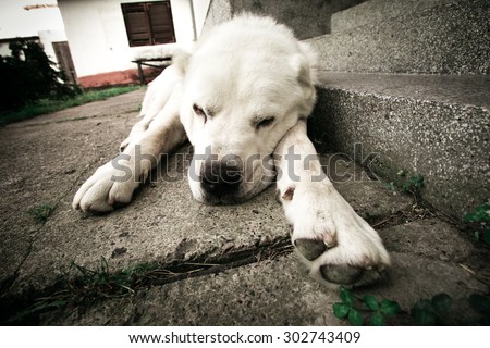big white dog sleep in shade