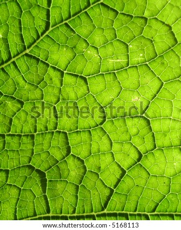 A close up photographic image the underside of a green leaf.