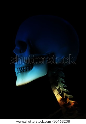 Skull for medical or Halloween concepts.