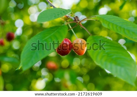 Similar – Image, Stock Photo just before two. Heating