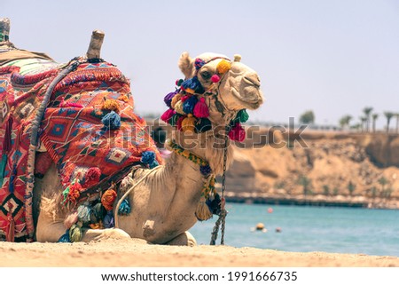 Image, Stock Photo Desert landscape against sea in nature