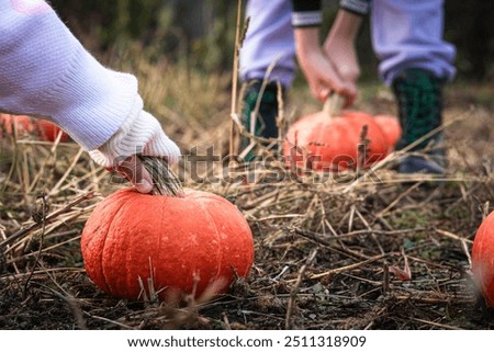 Similar – Image, Stock Photo Fresh organic pumpkin harvest