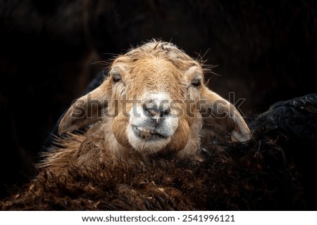 Similar – Image, Stock Photo Flock of sheep, closely packed together