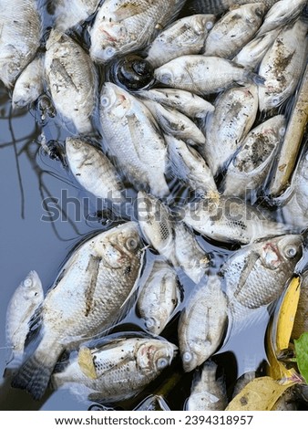 Similar – Image, Stock Photo Dead fish on the beach