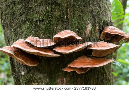 Similar – Image, Stock Photo Mushroom growing on tree trunk