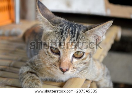 tabby cat on bamboo floor