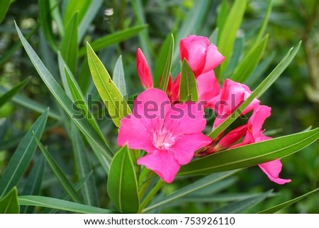 pink nerium oleander flower in nature garden ez canvas