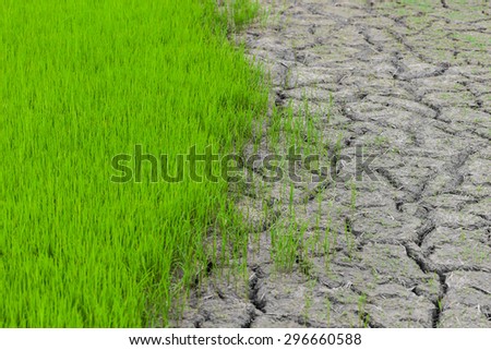 dry soil, rice plant, texture background