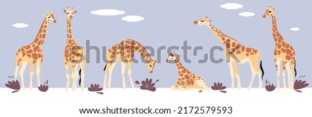 Vector illustration of giraffes. A set of giraffes in different poses. Isolated flat vector illustration on a light blue background.