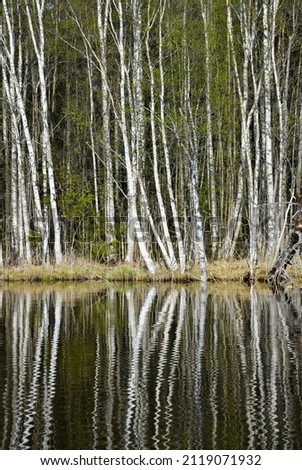 Similar – Image, Stock Photo Birch tree with reflection in bog lake, on a meadow is a bench