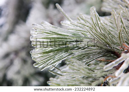 The needles on a pine tree frozen during an ice storm.