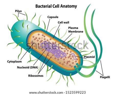 flagellum bacillus pili ribosomes labeling nucleoid