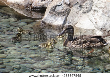 Mallard duck mom and ducklings