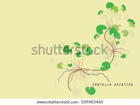 Gotu kola plant or  Centella asiatica on light yellow background isolated picture  herb product for food  alternative  medicinal