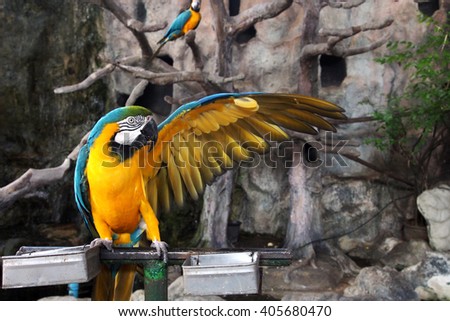 Blue-and-yellow macaw (Ara ararauna), Macaw parrot Foto d'archivio © 